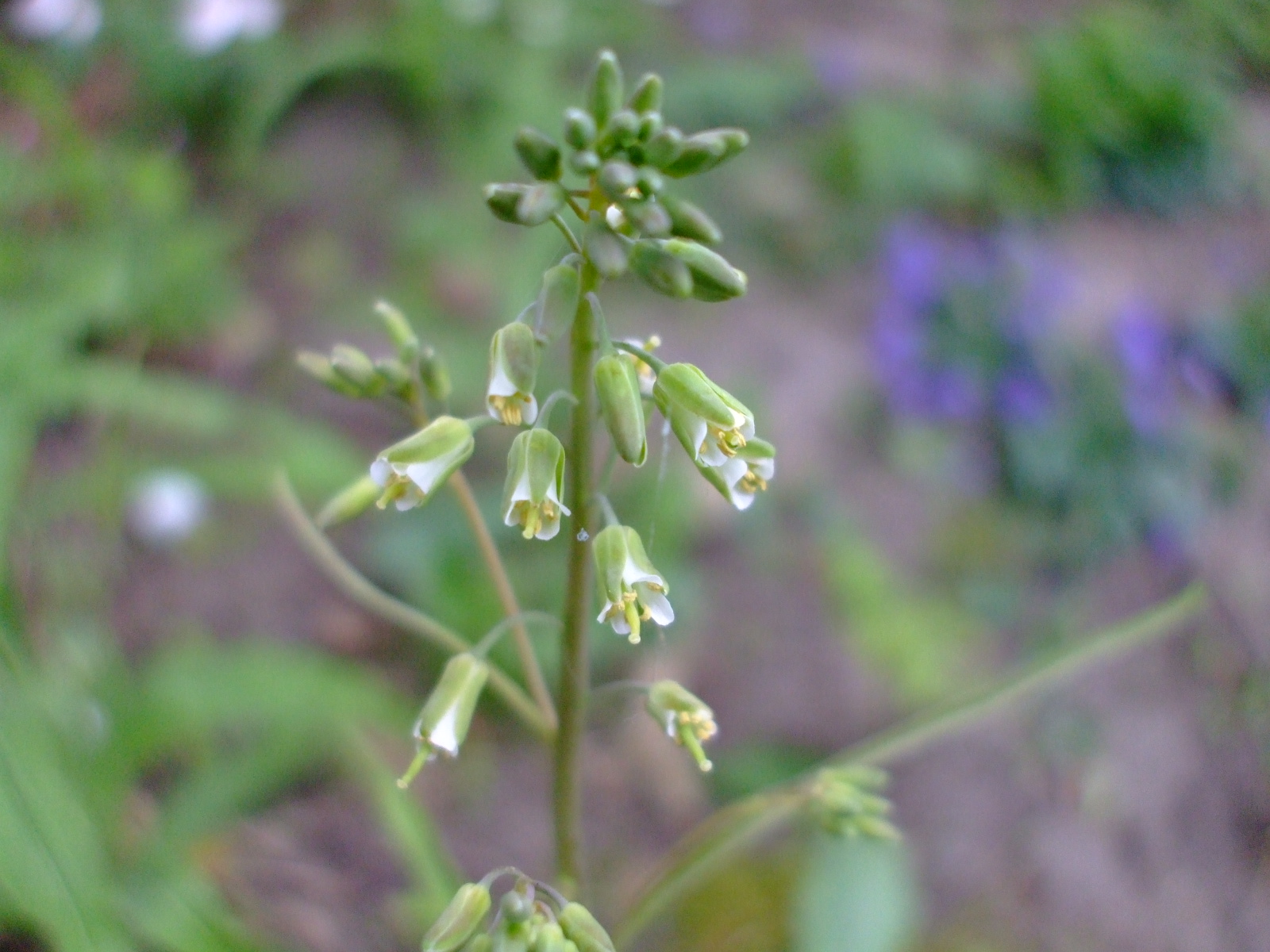 Arabis laevigata